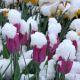 Tulpen im Schnee