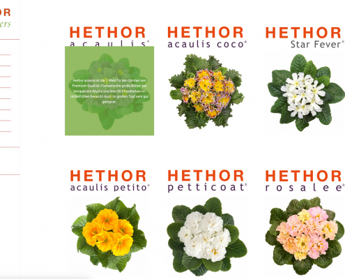 Hethor-Flowers