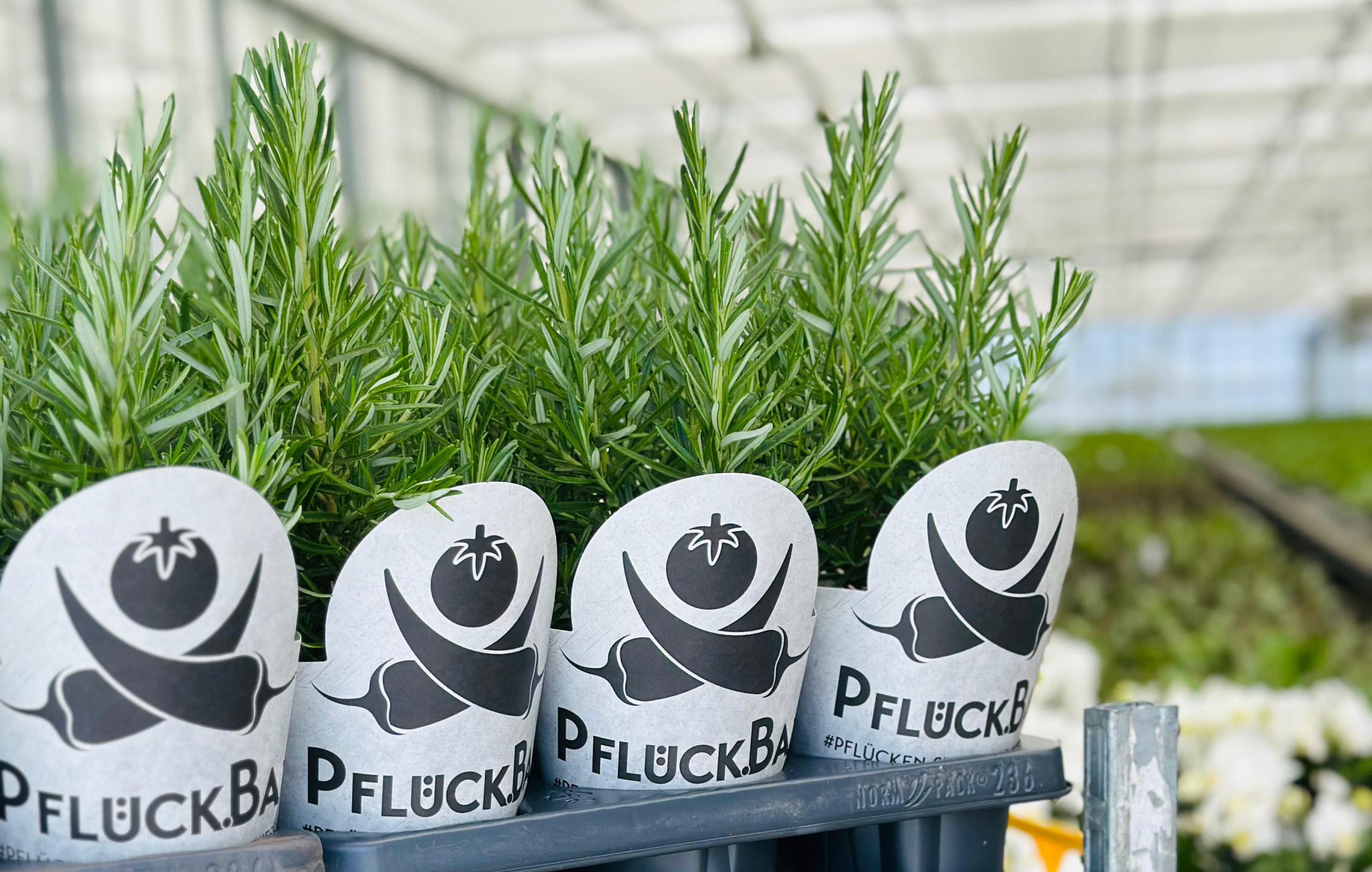 Pflueck-Bar_Gewuerze