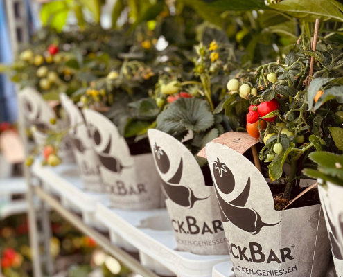 Pflueck-Bar_Tomate
