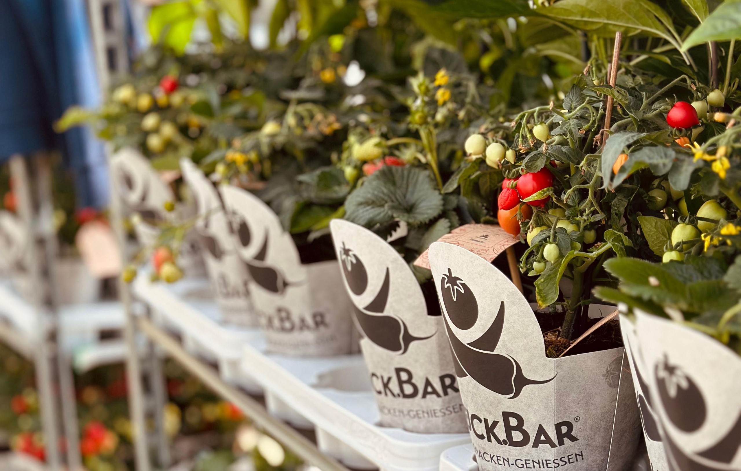 Pflueck-Bar_Tomate